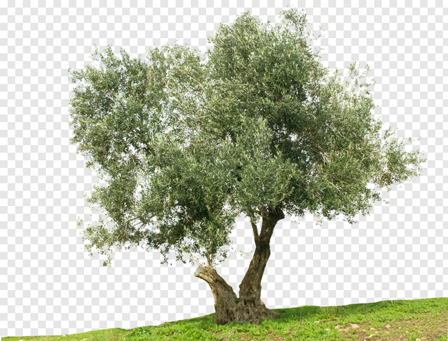 olive-oil # 459716