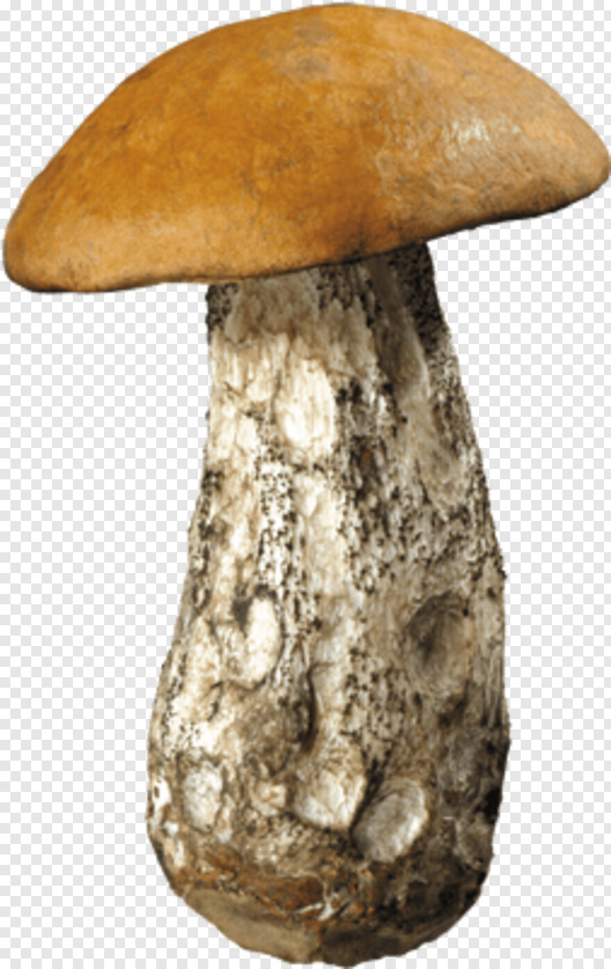 mushroom # 818260