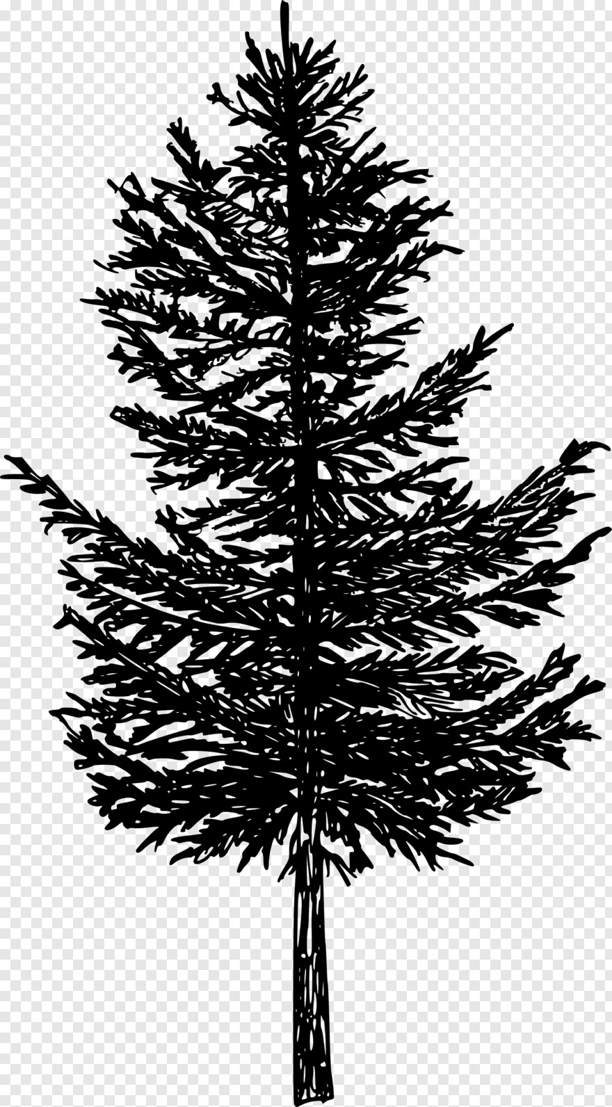 pine-tree # 459660