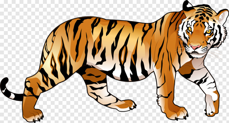tiger # 469187