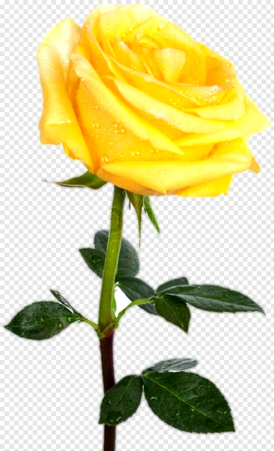 yellow-rose # 644935