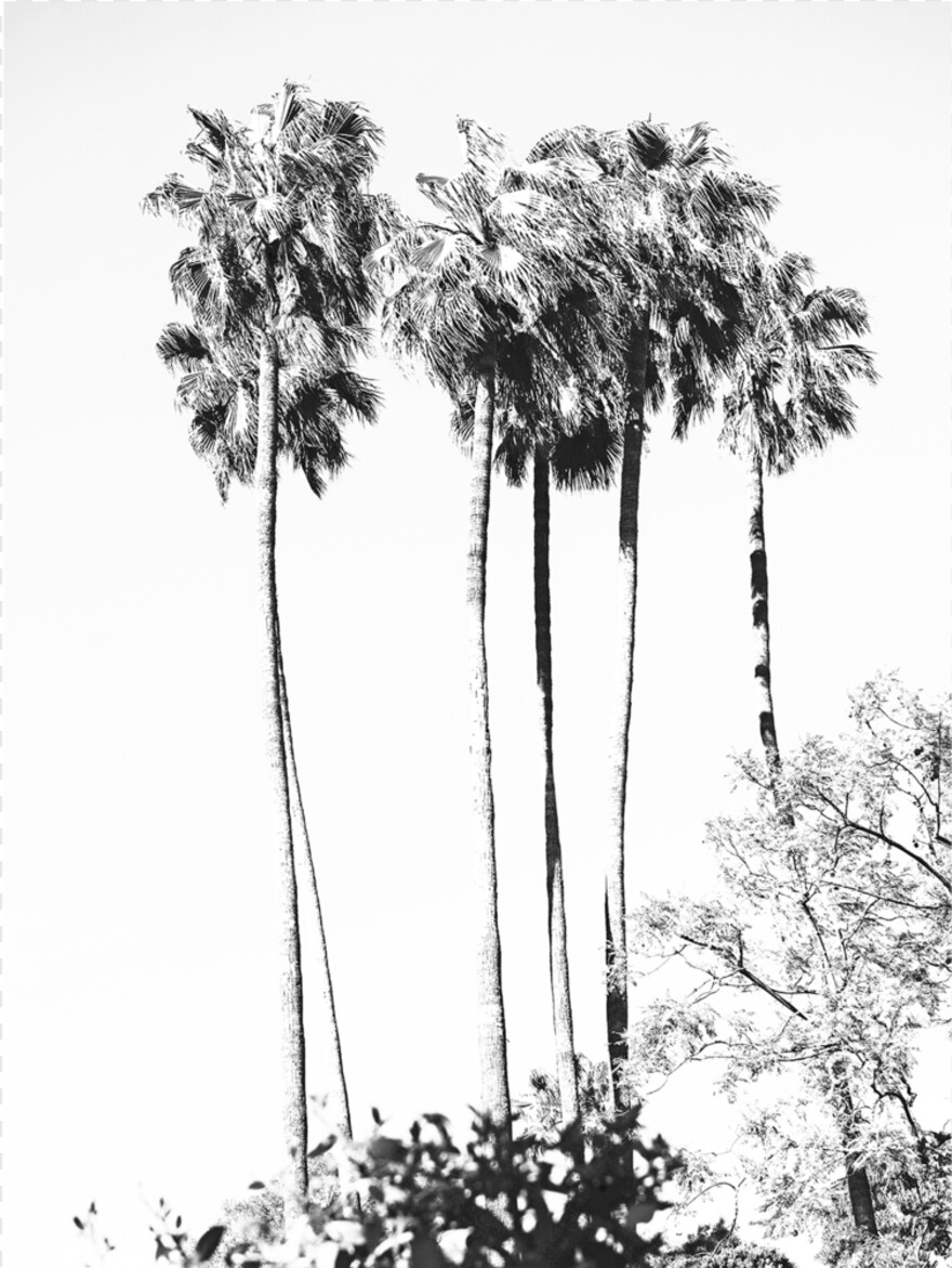 palm-tree-leaf # 459645