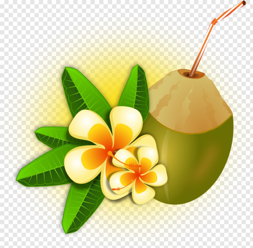 coconut # 990751