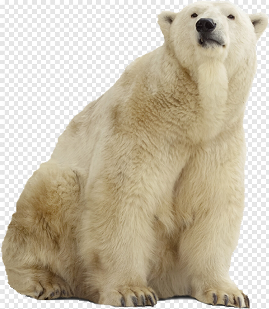 polar-bear # 387682