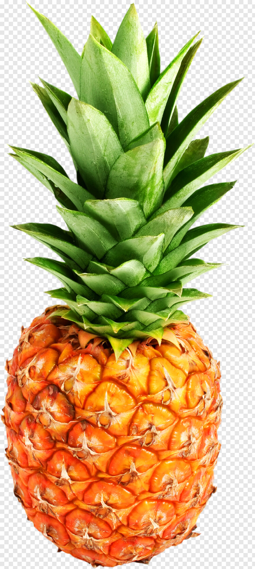 pineapple # 654295