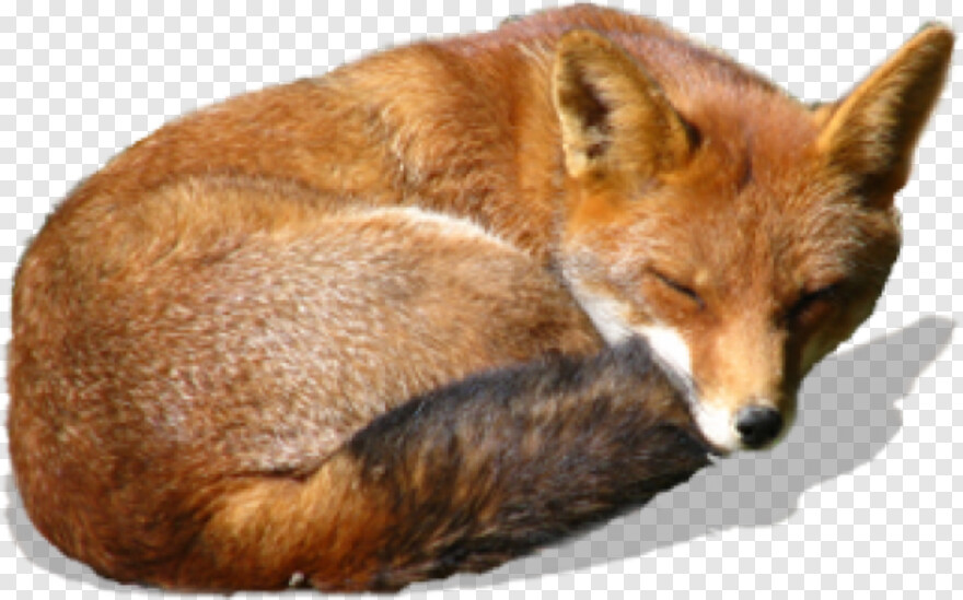 fox # 814879