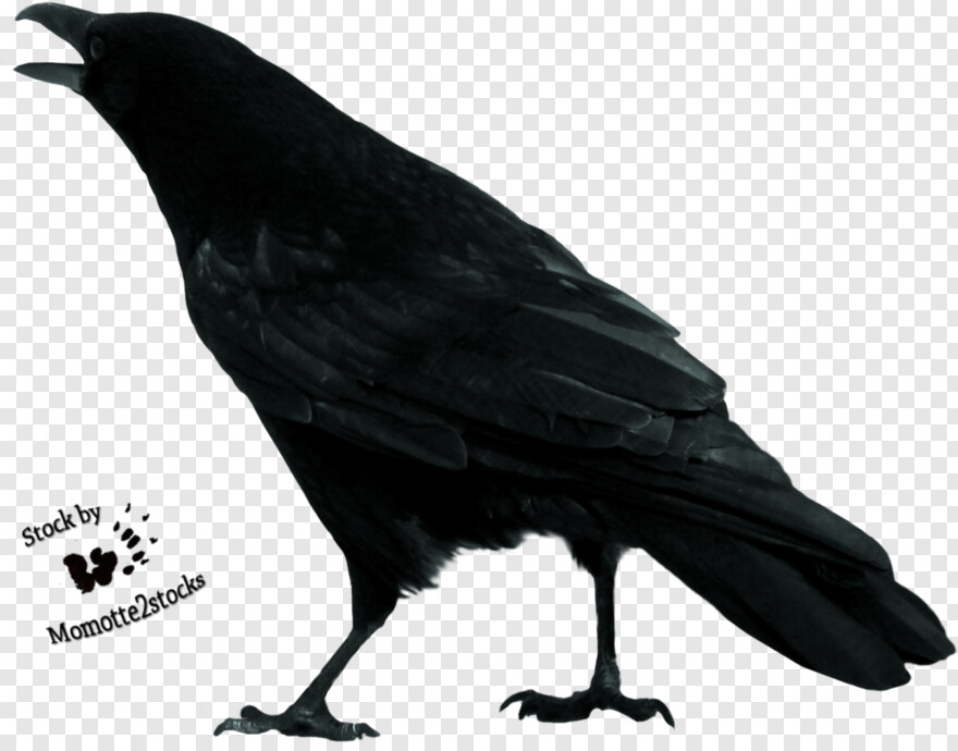 crow # 941106
