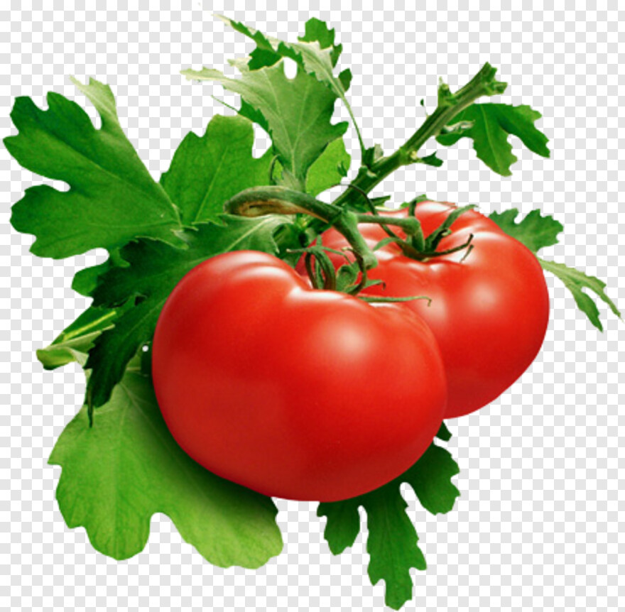 tomato # 655789