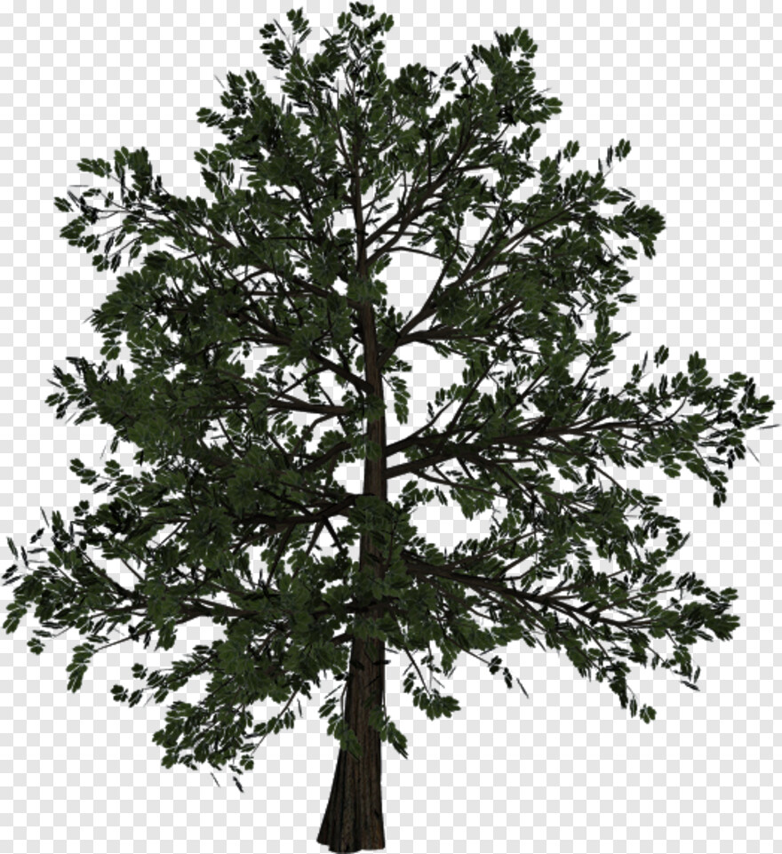 tree-trunk # 461210