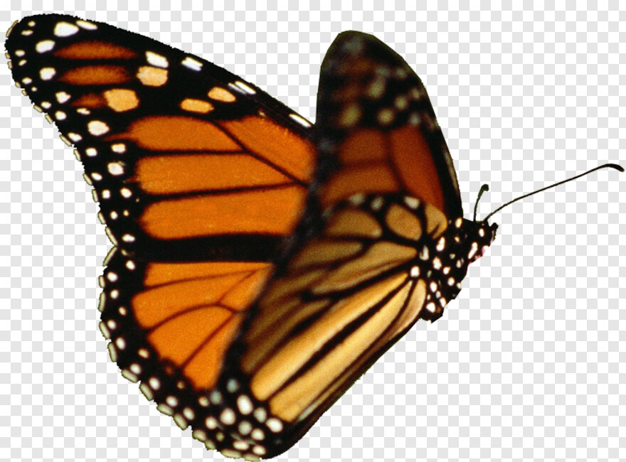 monarch-butterfly # 1094893