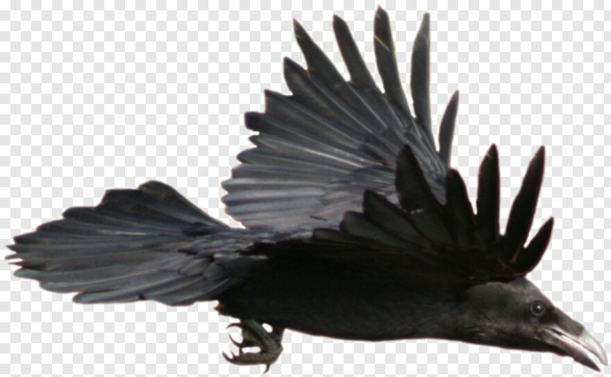 crow # 941085