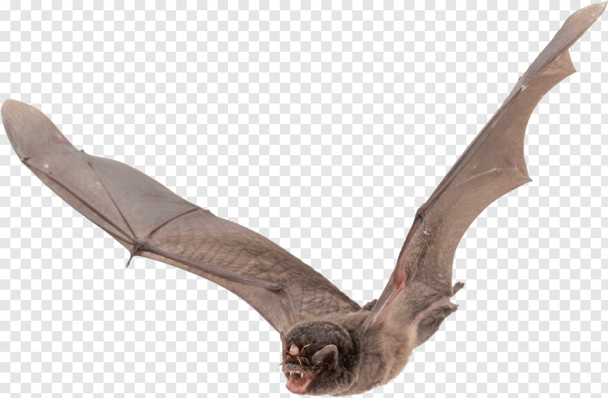 bat-wings # 429270