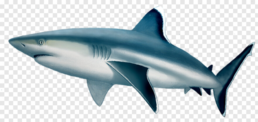 whale-shark # 623661