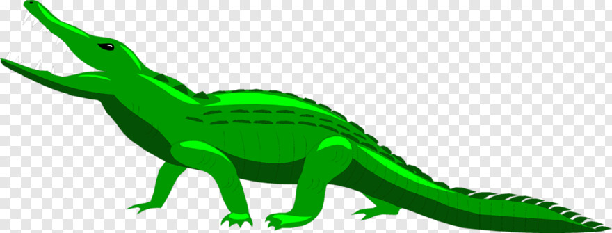 alligator # 538172