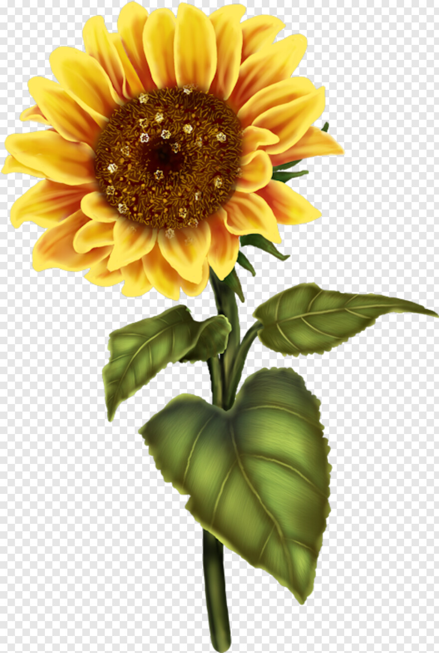 sunflower # 472201