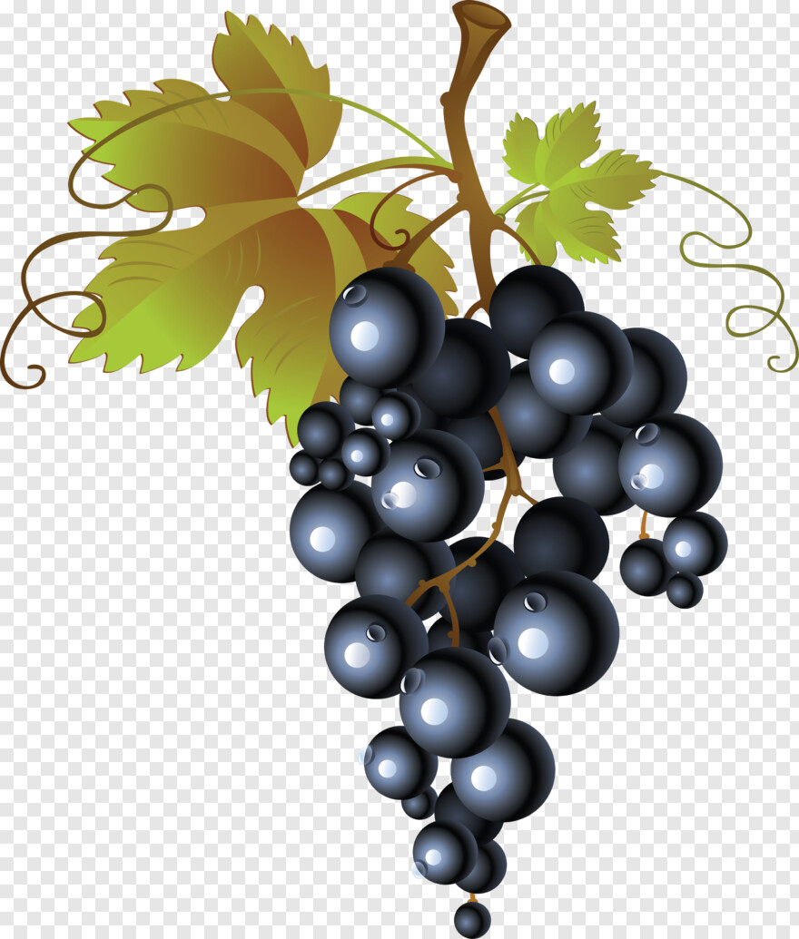 grape-vine # 429299