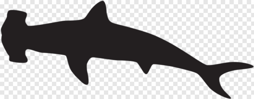 whale-shark # 775454