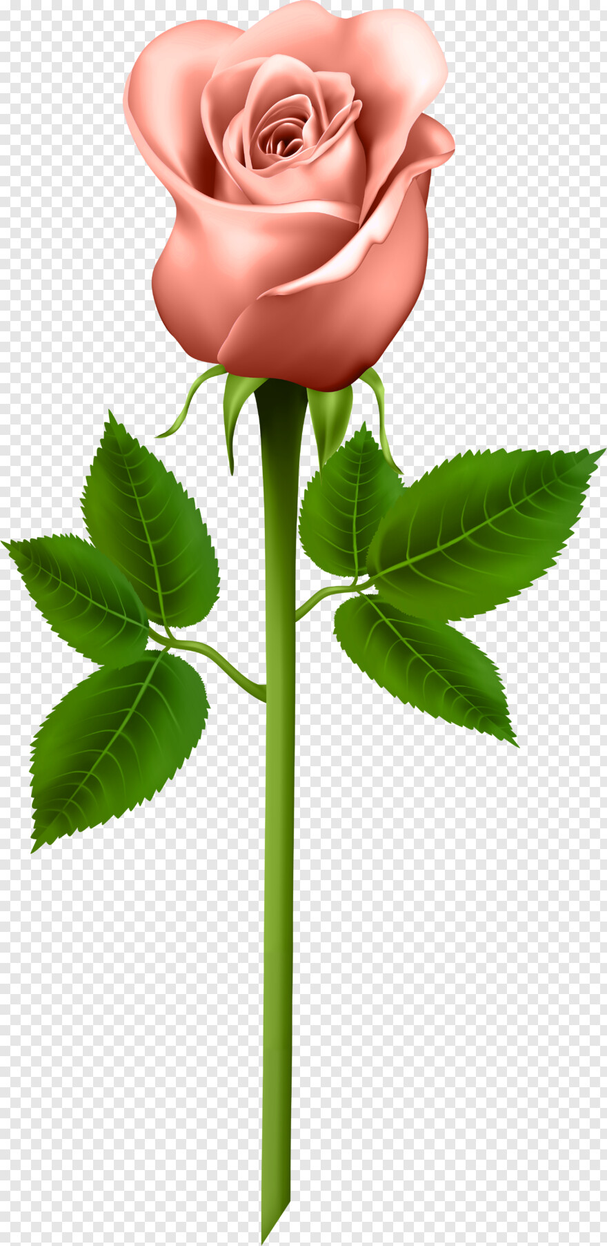 rose-plant # 824146