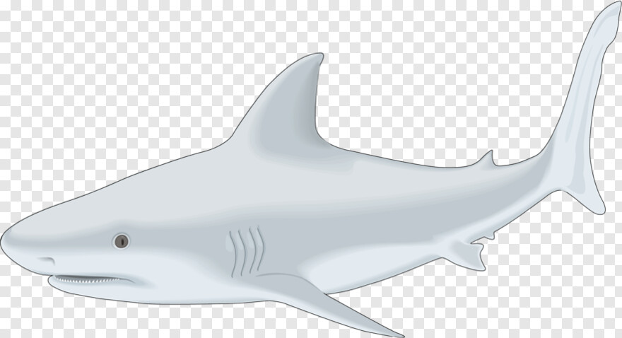 whale-shark # 999567