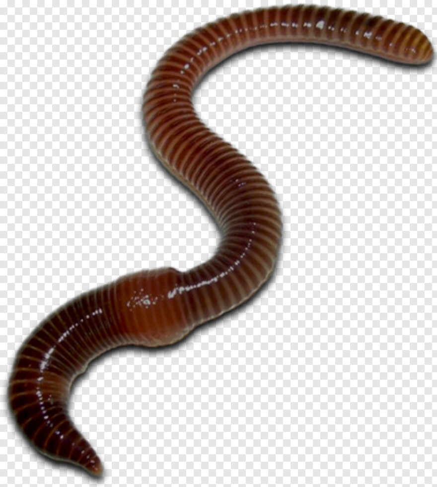 worm # 1085558