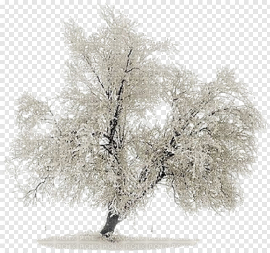 snow-tree # 459554
