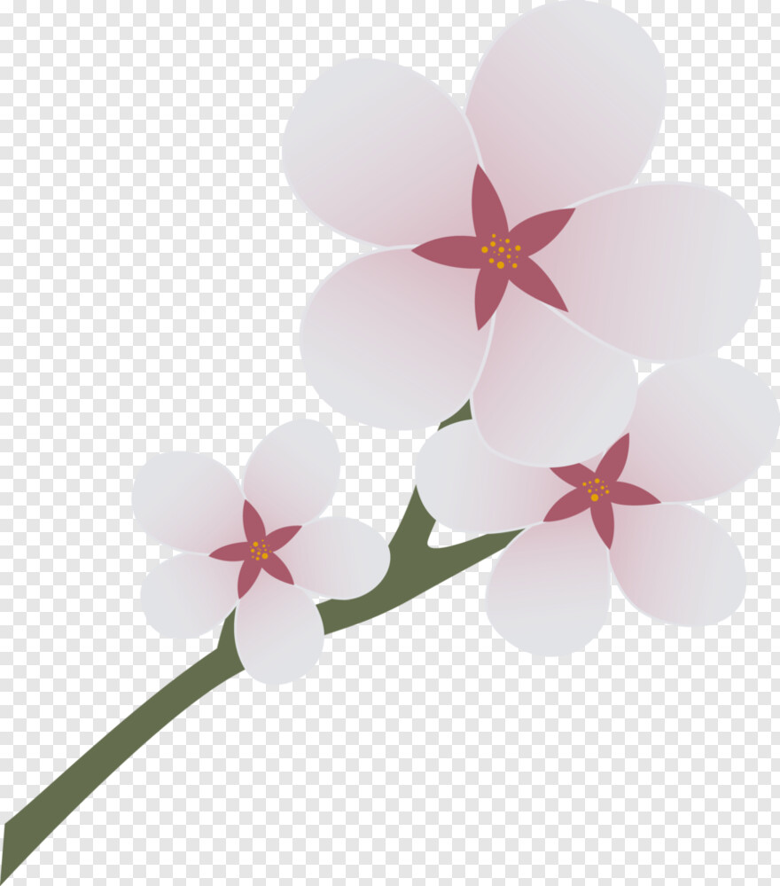 cherry-blossom # 344459