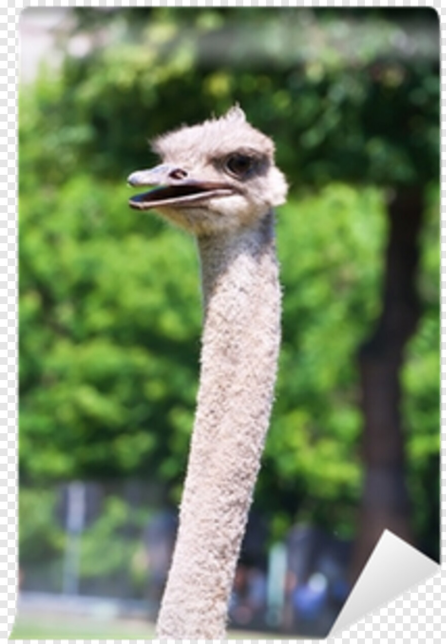 ostrich # 974544