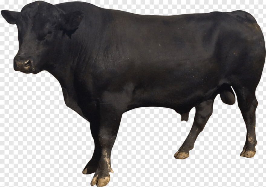 pit-bull # 1102923