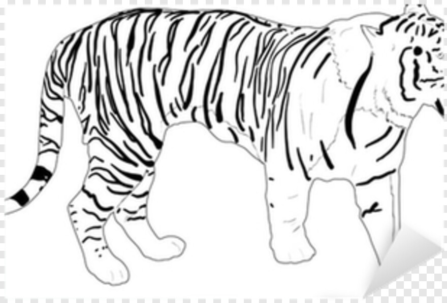 tiger-paw # 1037333