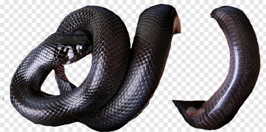 gucci-snake # 583303
