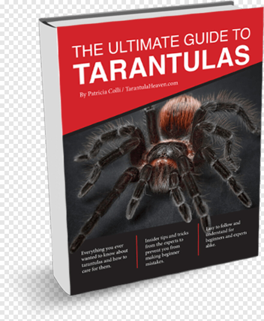tarantula # 799814