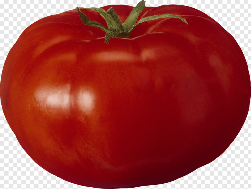 tomato # 601324