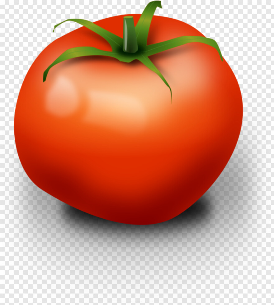 tomato-plant # 475614