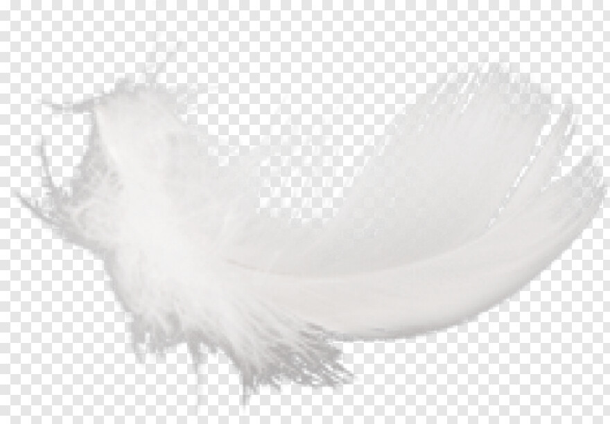 feather # 842580
