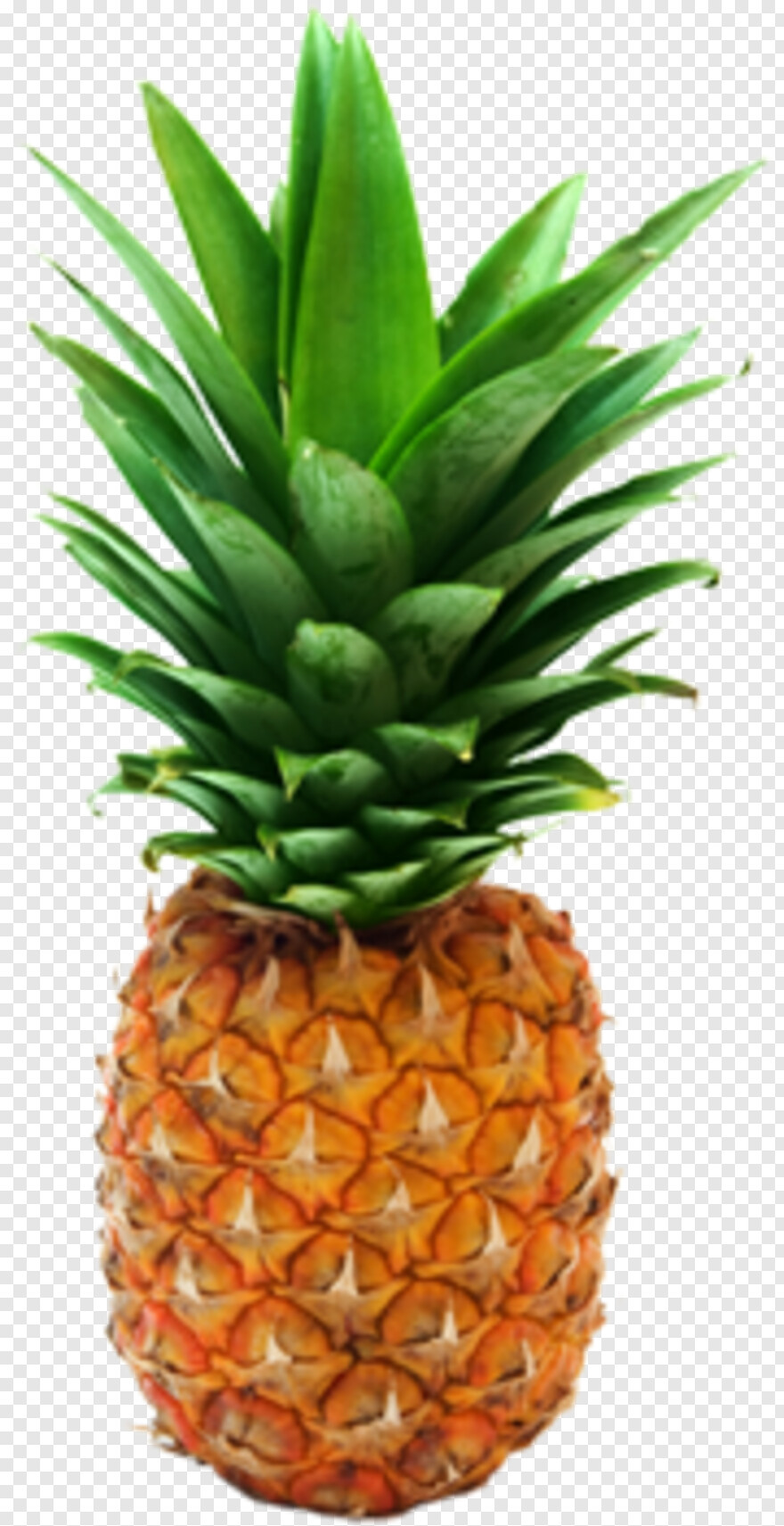 pineapple # 429211