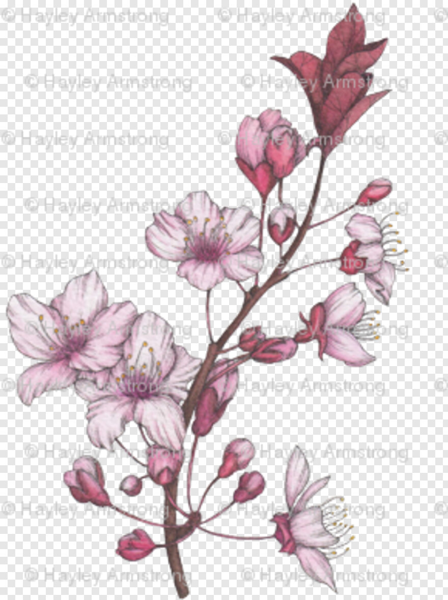cherry-blossom # 344454