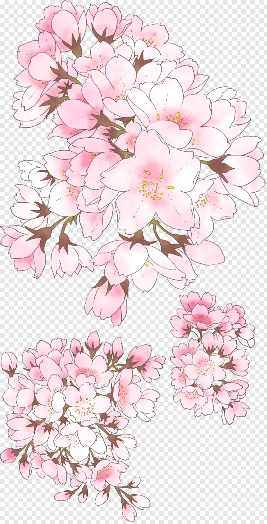 cherry-blossom # 567535
