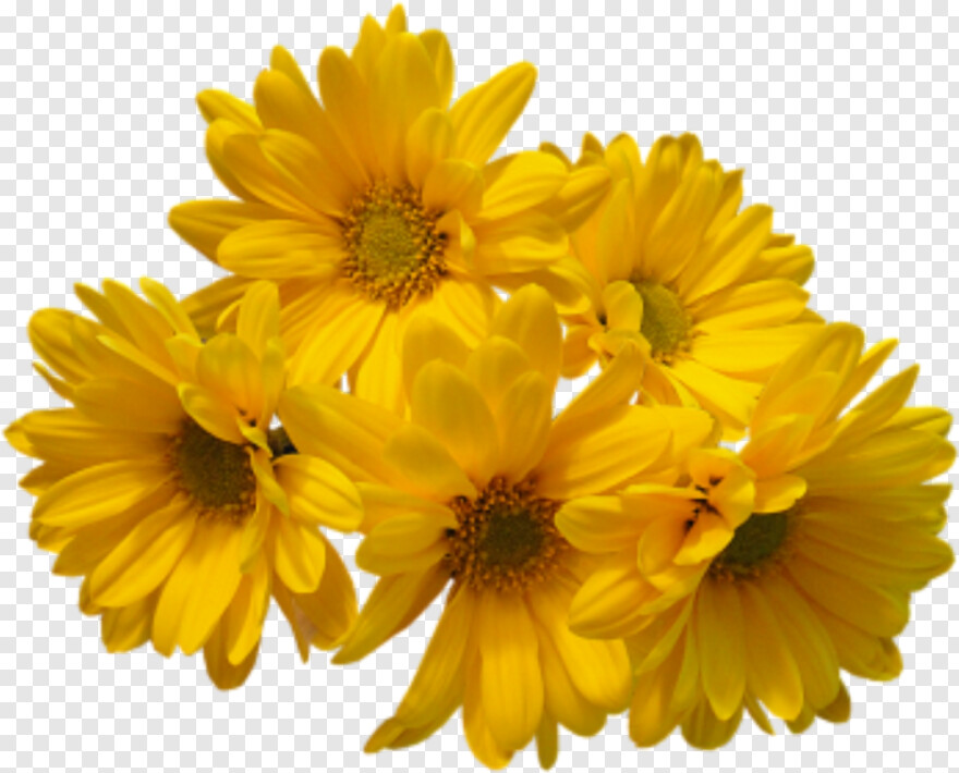 yellow-flowers # 323632