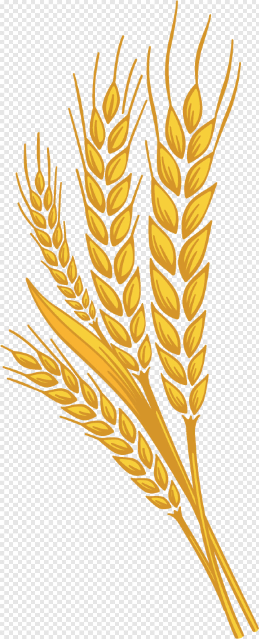 wheat # 590581
