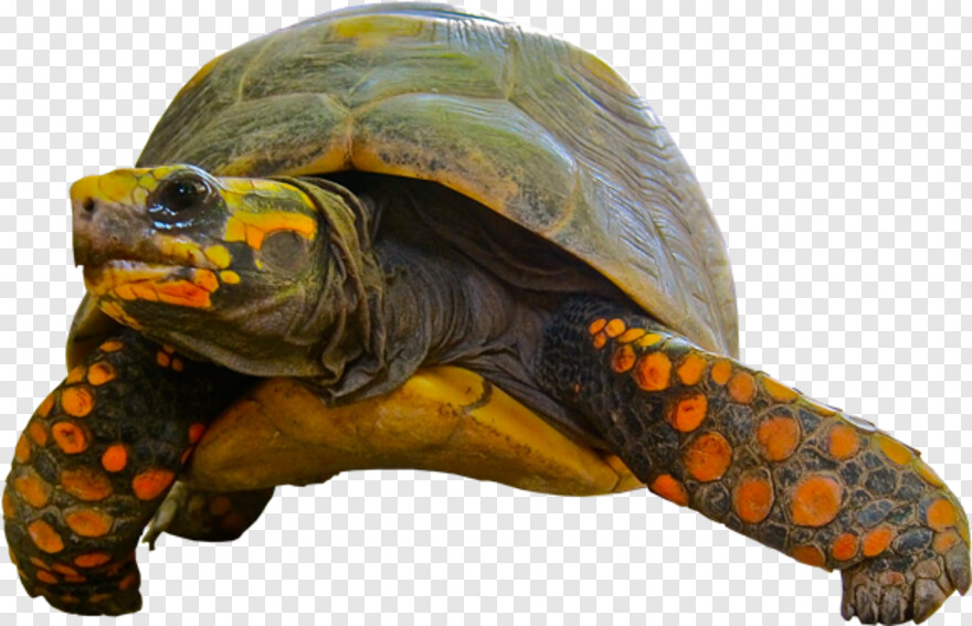 turtle # 597549