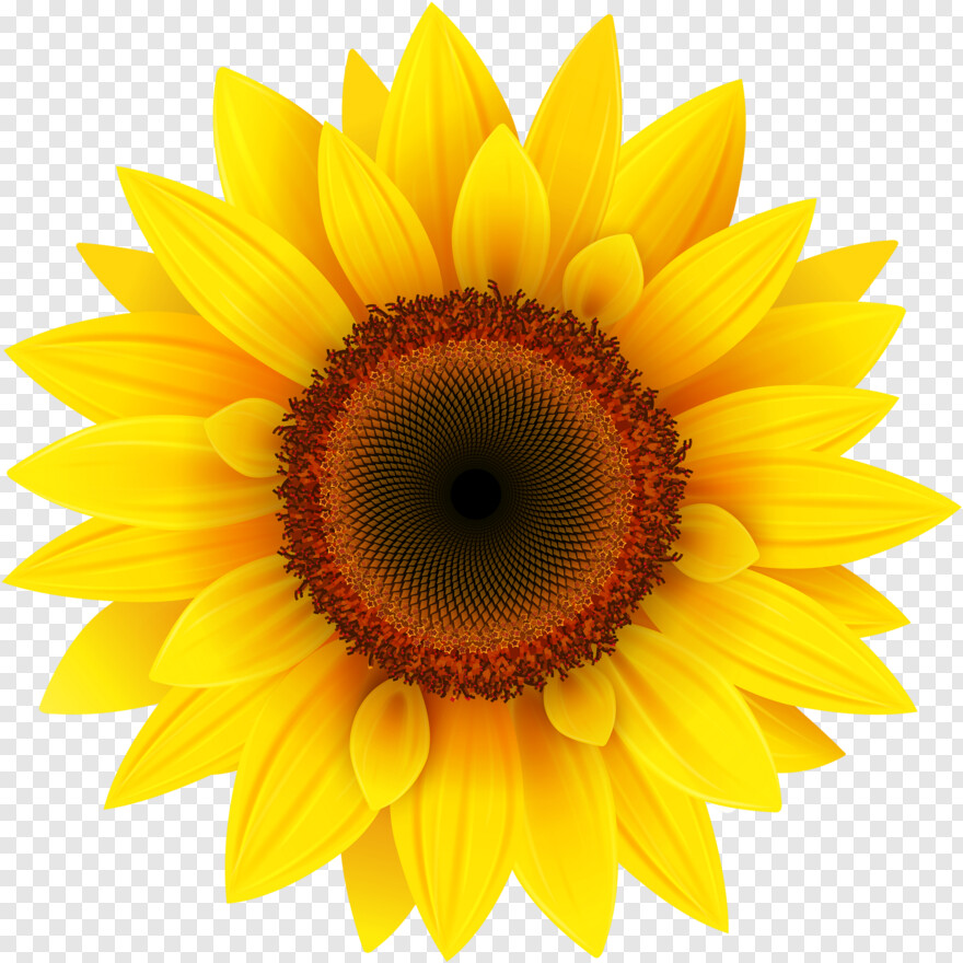 sunflower # 608623