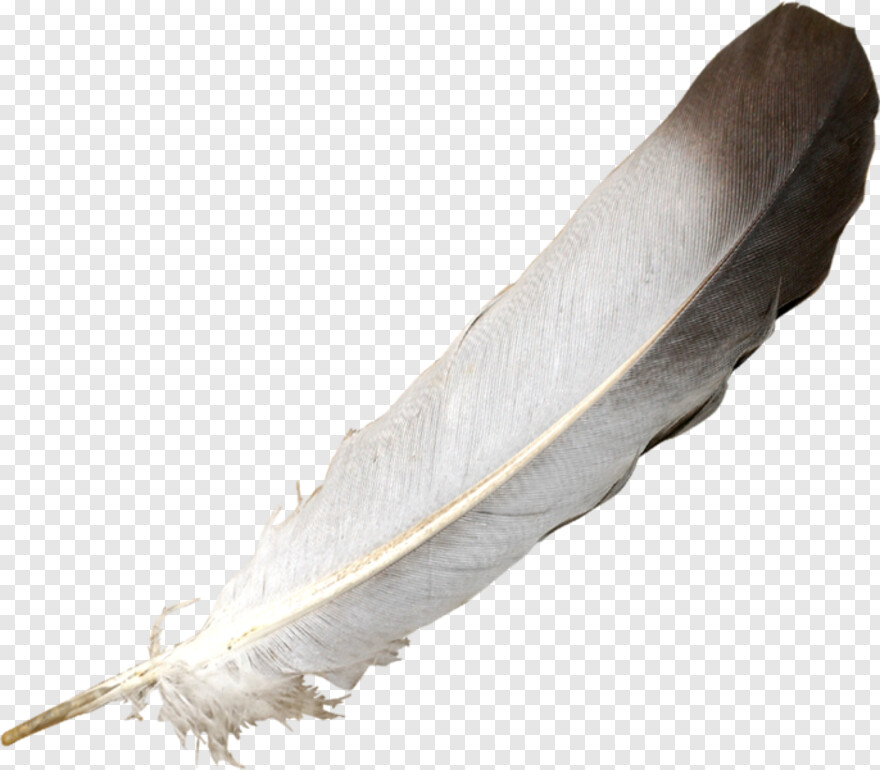 feather # 842578