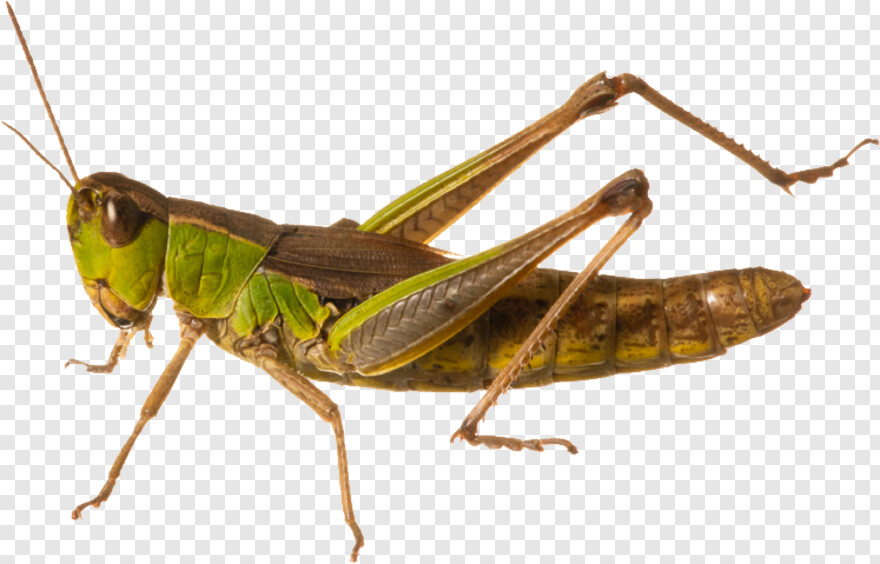 grasshopper # 783384