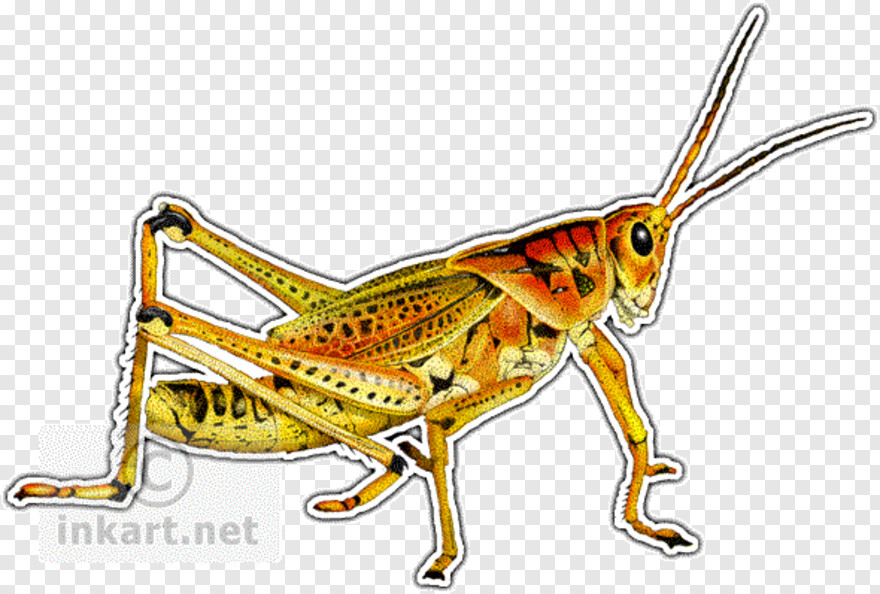 grasshopper # 920884