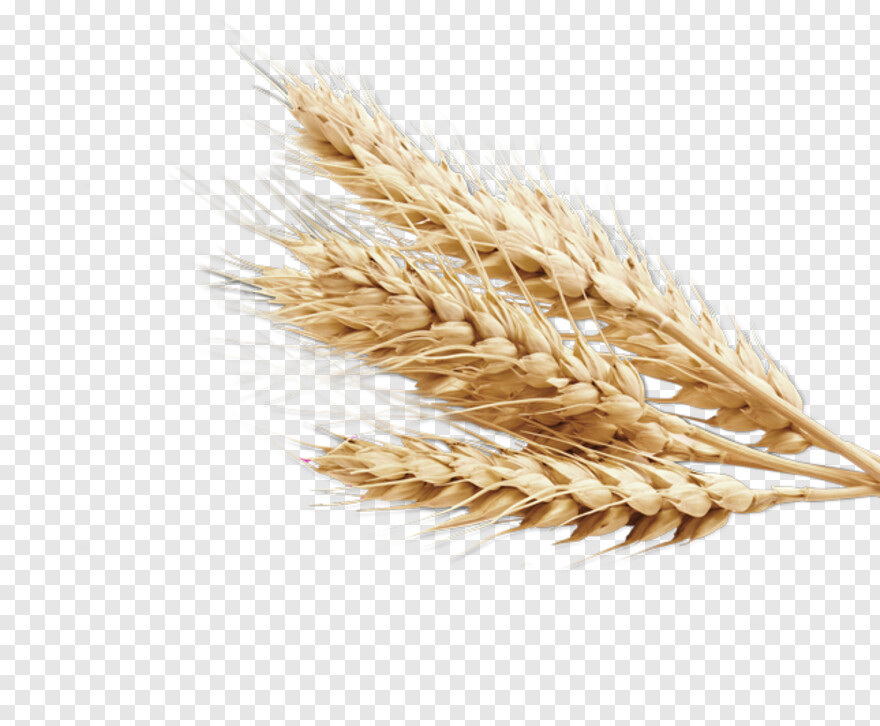 wheat # 429155