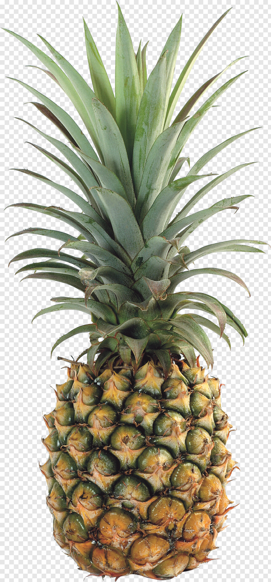 pineapple # 888349