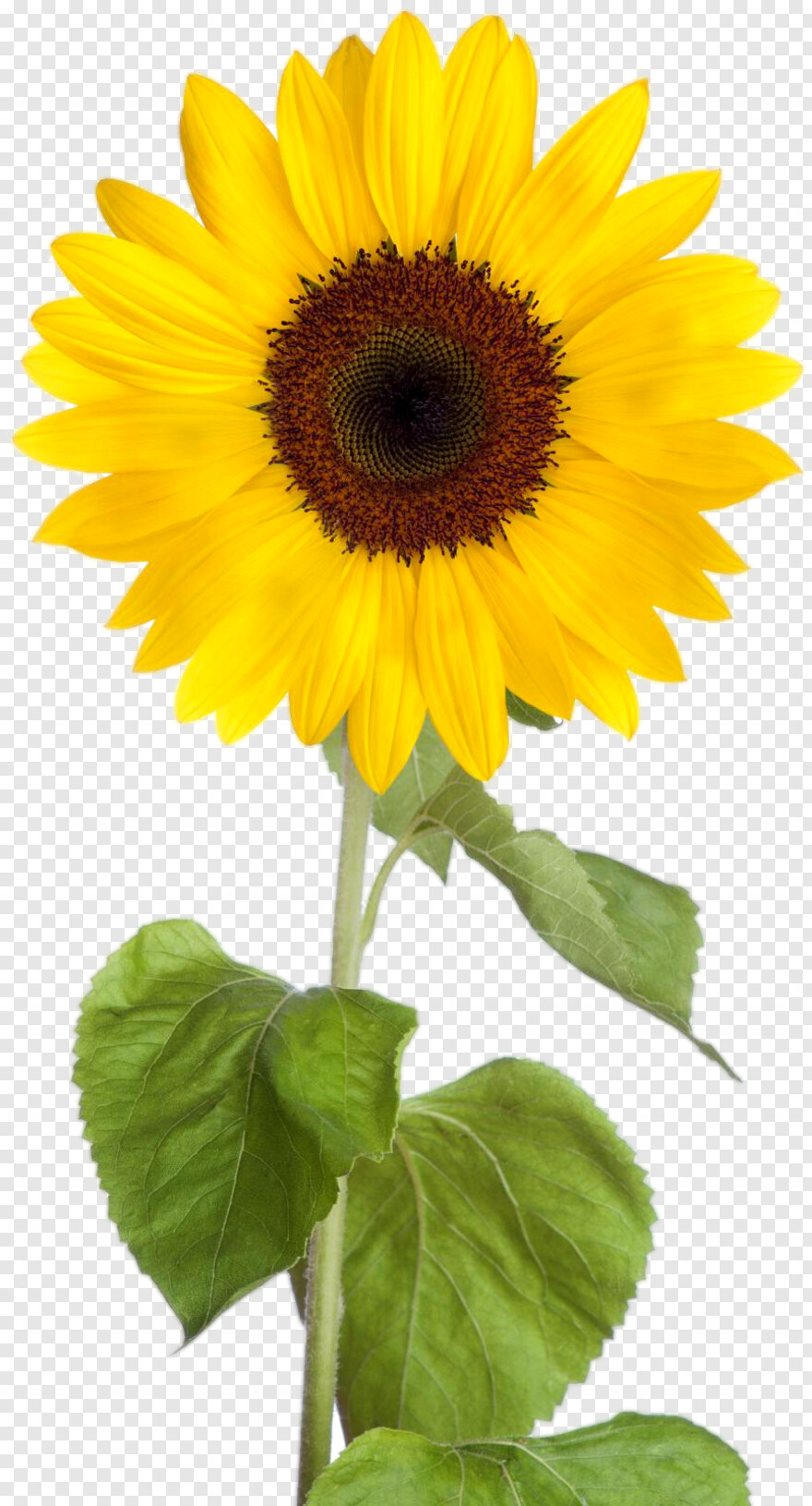 sunflower # 608576