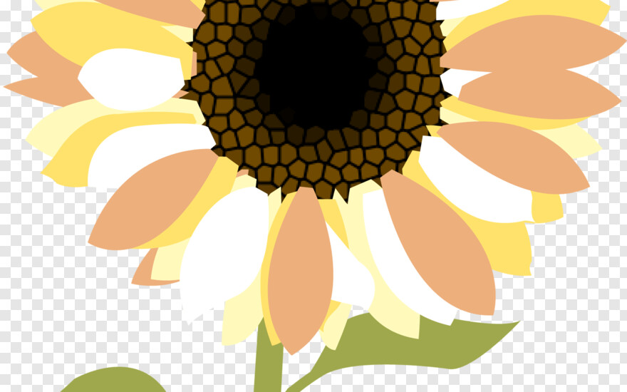 sunflower # 708868