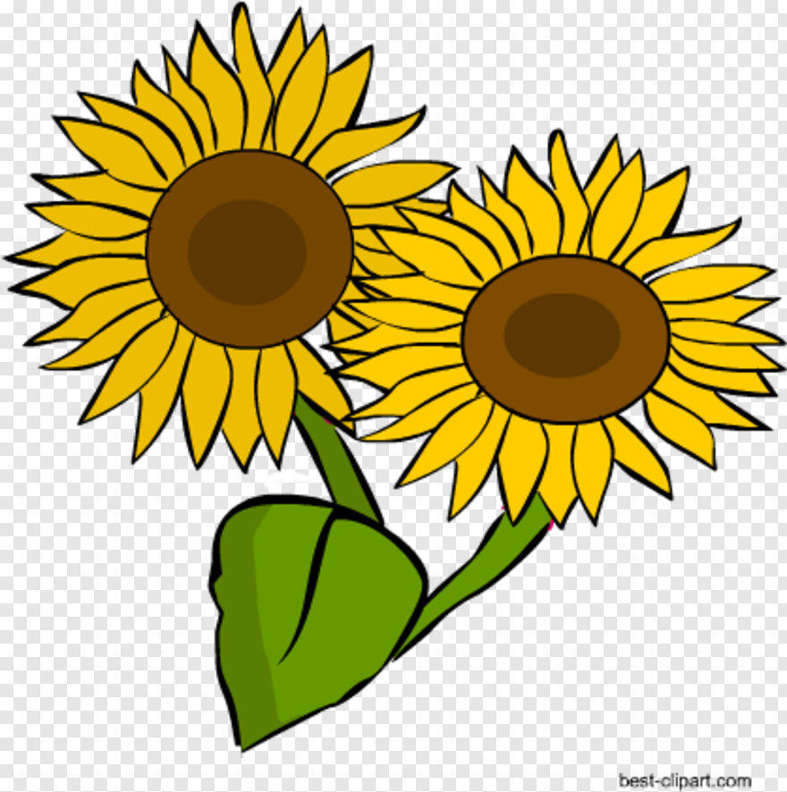 sunflower # 608574