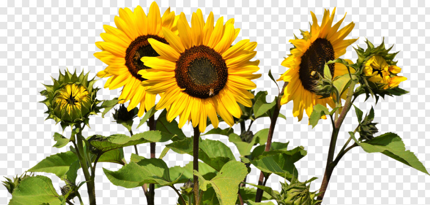 sunflower # 974566